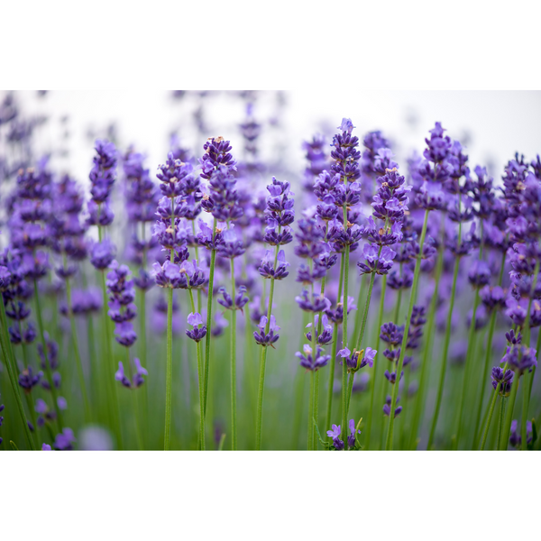 The Power of Purple: Lavender Benefits for the Skin