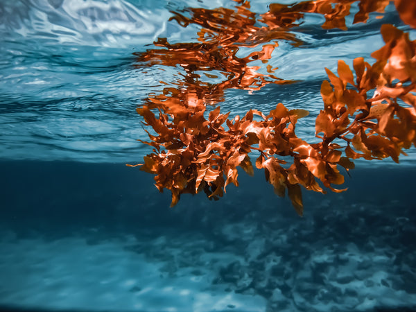 Why Arctic Kelp is Great For Natural Skincare