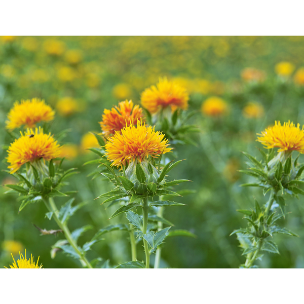 The Hidden Powers Behind Safflower Seed Oil